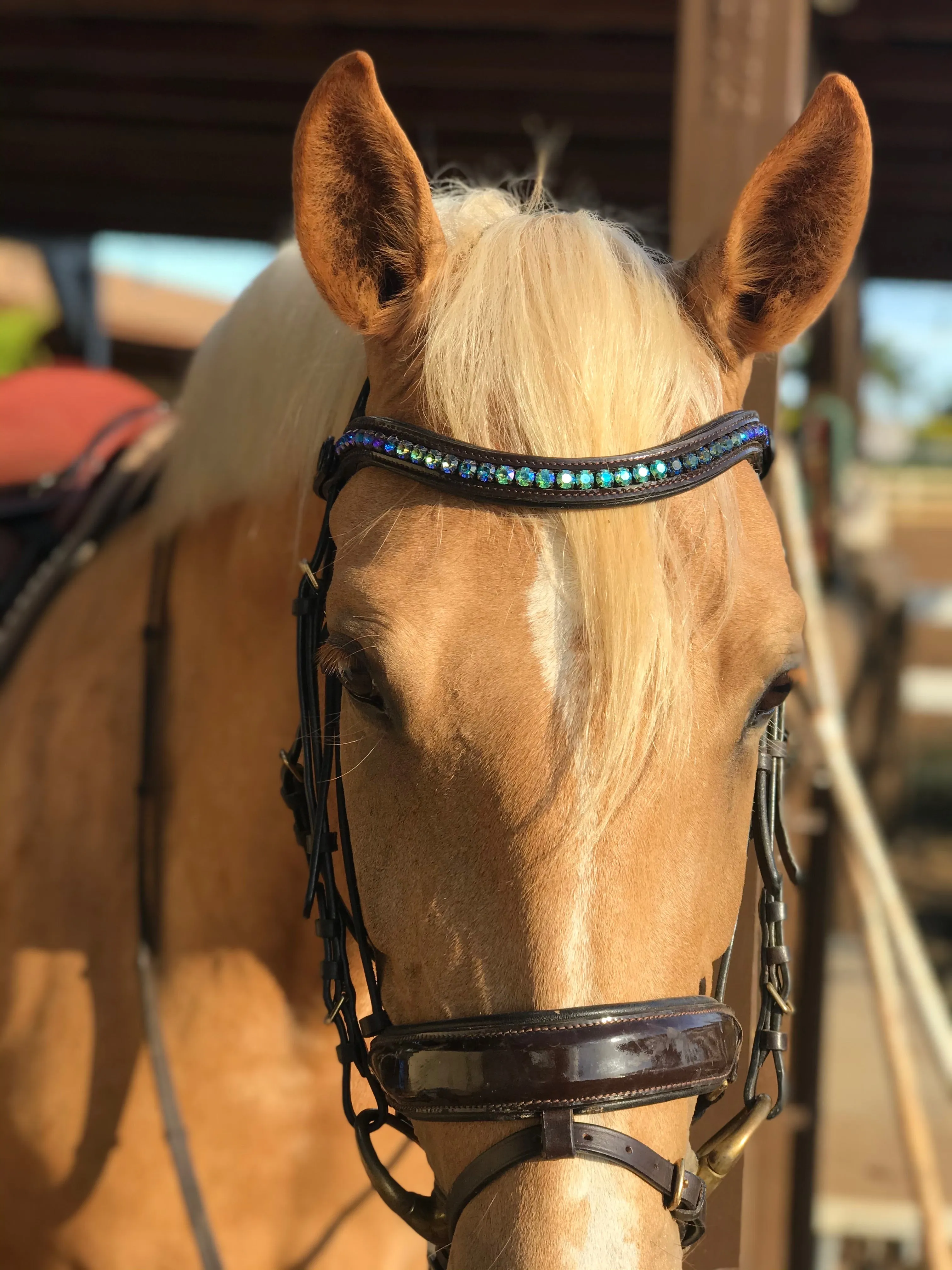 Halter Ego® Custom Browband | GIFT CARD