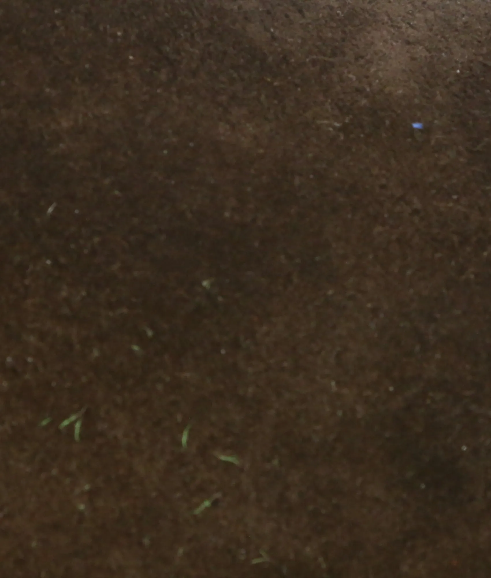 Stead :: Olive   Leaf