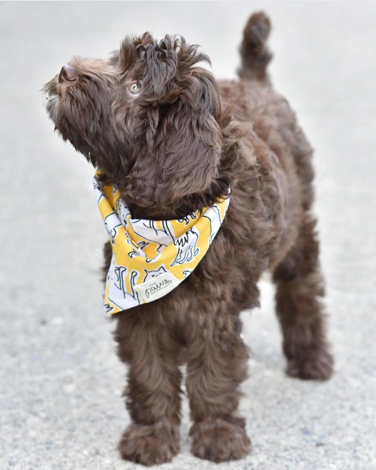 The Paws - Day Out Dog Bandana