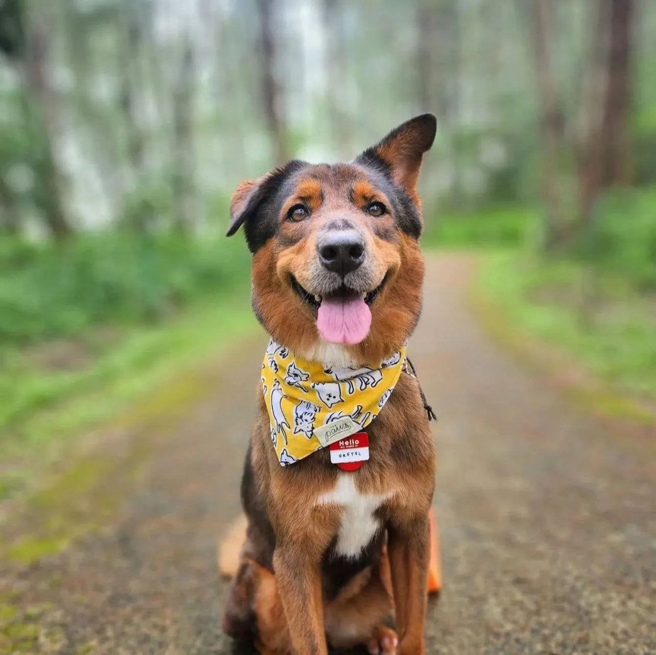 The Paws - Day Out Dog Bandana
